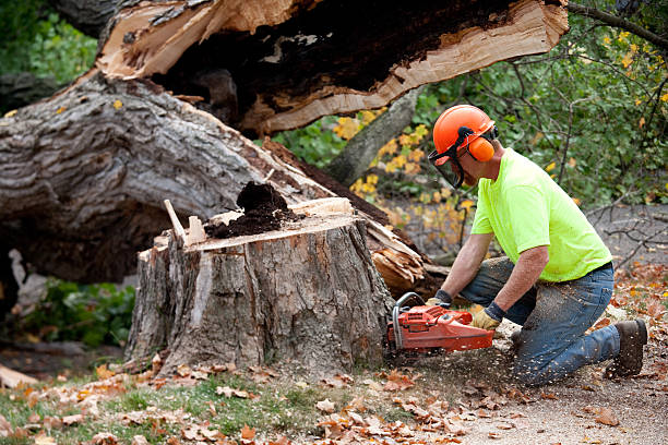 The Steps Involved in Our Tree Care Process in Middleville, MI